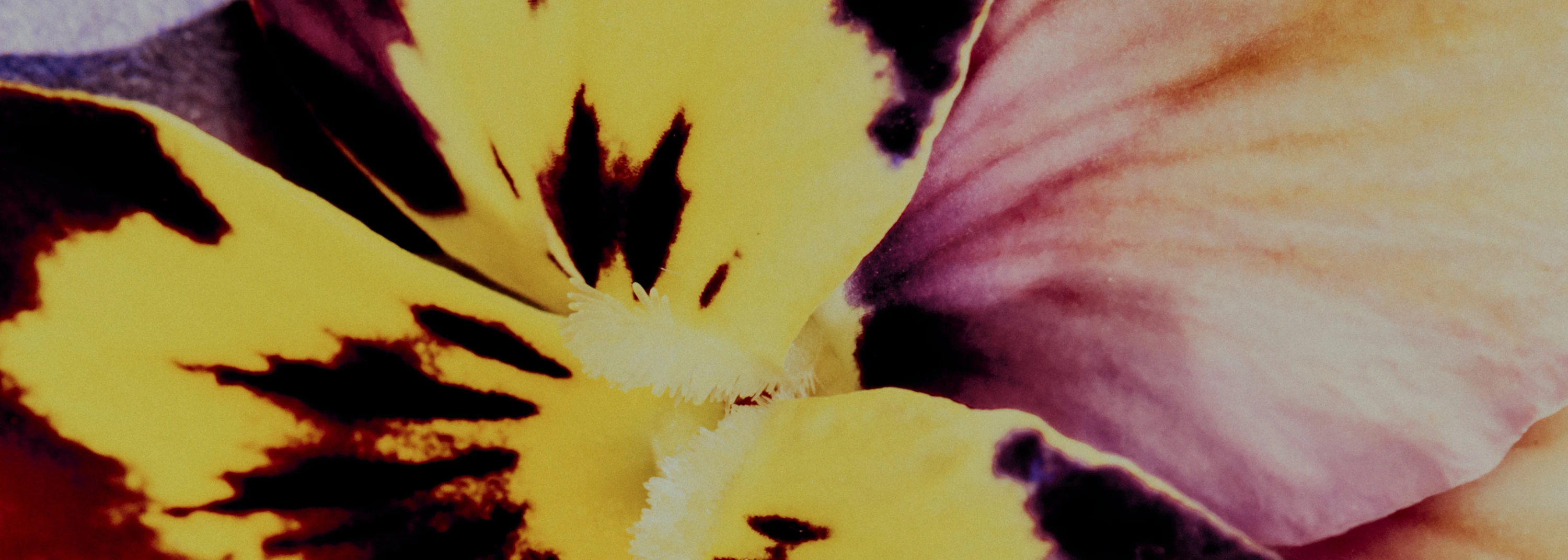 2026-june-evergreen-header-banner-2880x1000-v3.png