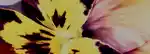 2026-june-evergreen-header-banner-2880x1000-v3.png