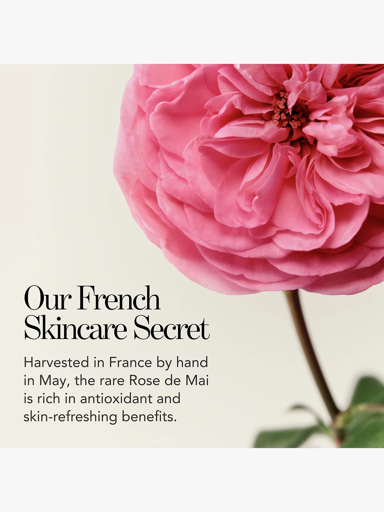 Alternative Image Chantecaille Pure Rosewater