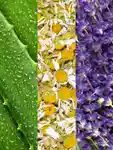 Alternative Image Mario Badescu Facial Spraywith Aloe Chamomileand Lavender