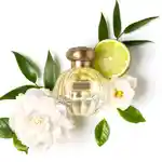 Alternative Image TOCCA Florence EDP