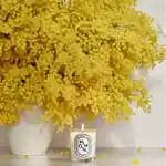 Alternative Image Diptyque Mimosa Candle