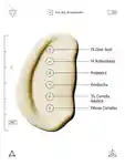 Alternative Image ALLIESOFSKINMULTINUTRIENTDIOICRENEWINGCREAM