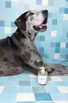 Alternative Image Ded Cool Pet Shampoo