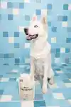 Alternative Image Ded Cool Pet Shampoo Refill