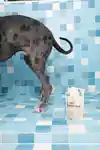 Alternative Image Ded Cool Pet Shampoo Refill