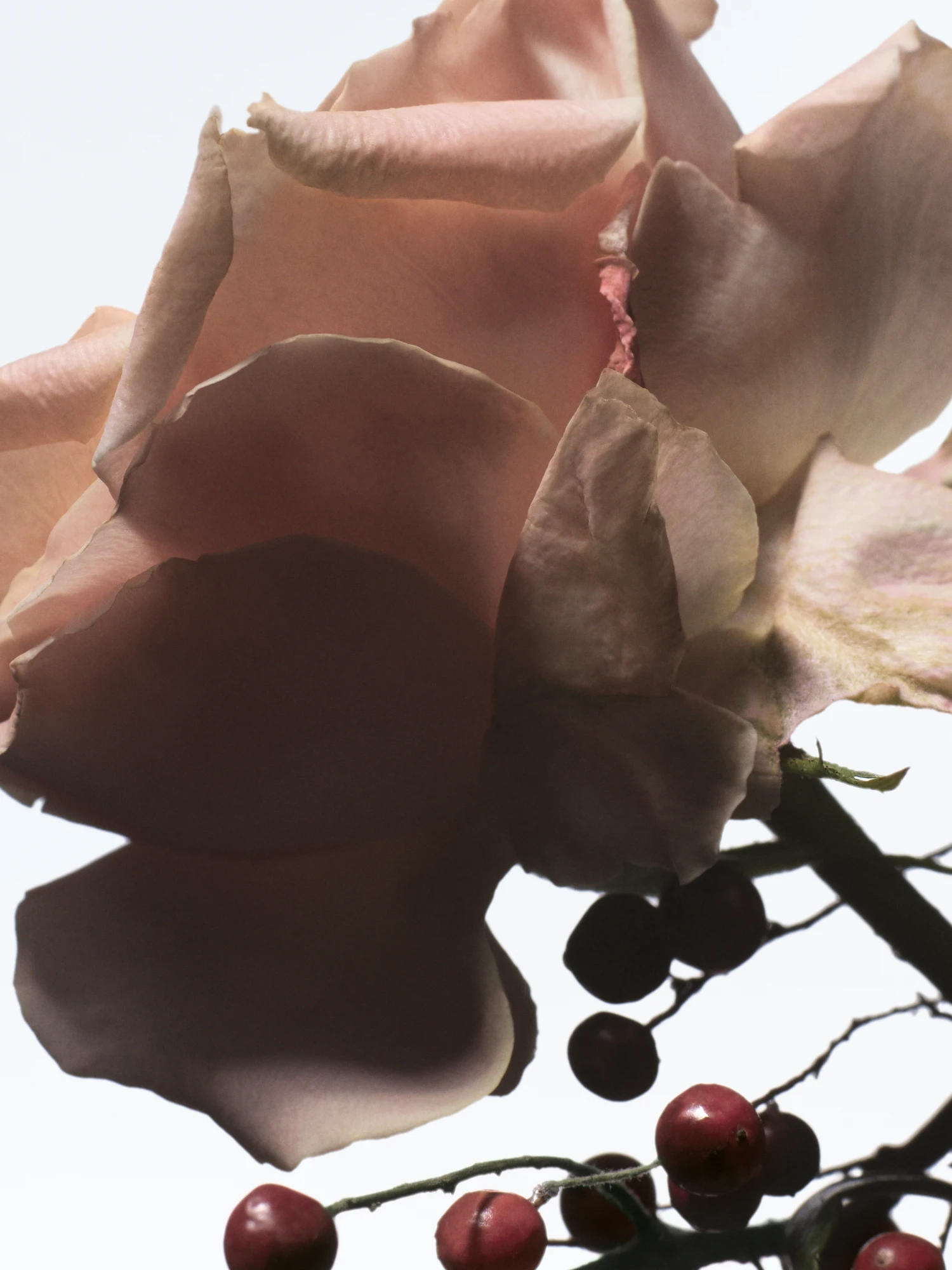 Dries Van Noten Raving Rose EDP | MECCA
