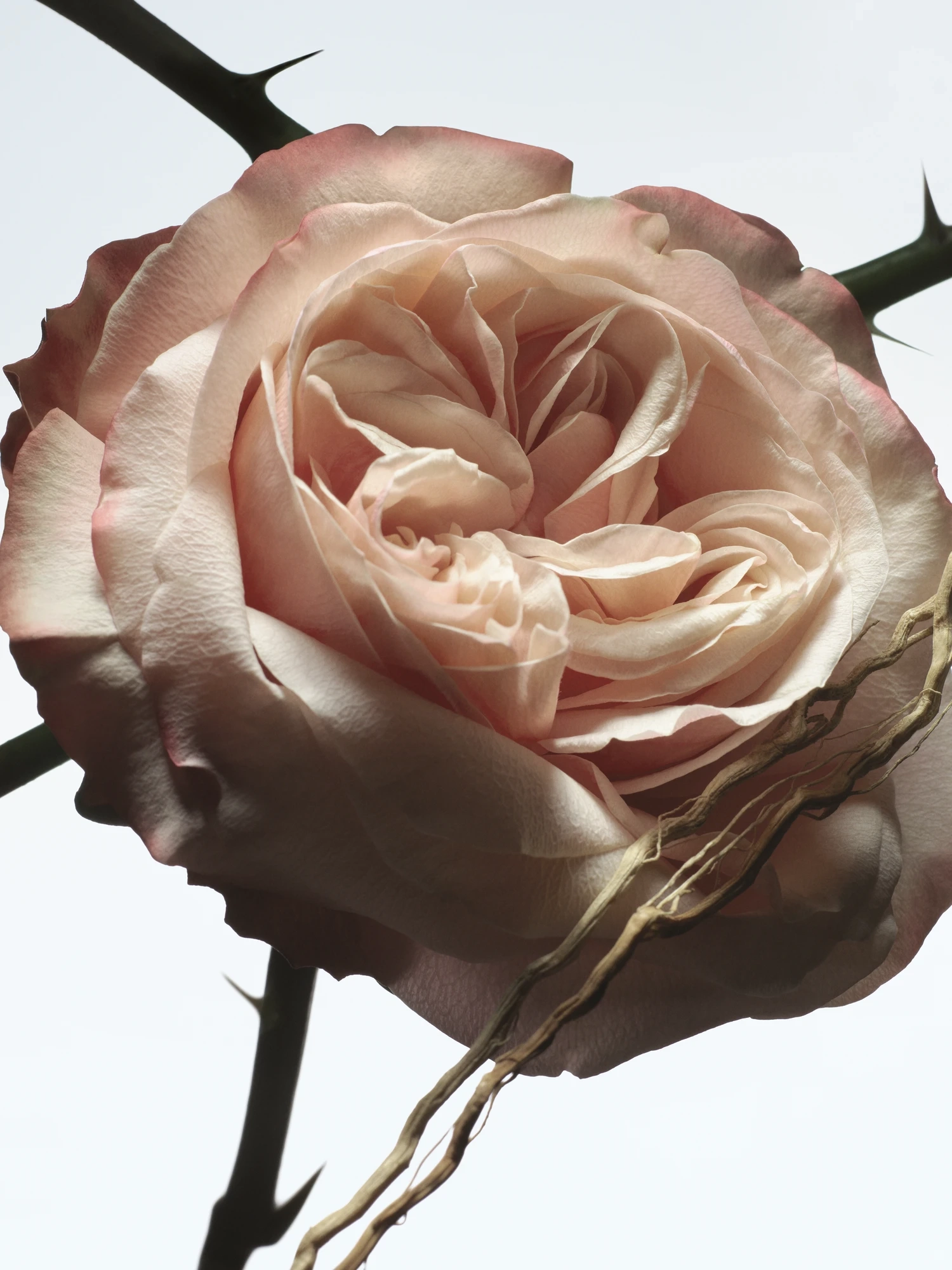 Dries Van Noten Rosa Carnivora EDP | MECCA