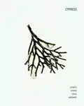 Alternative Image CORPUS Cypress Shampoo