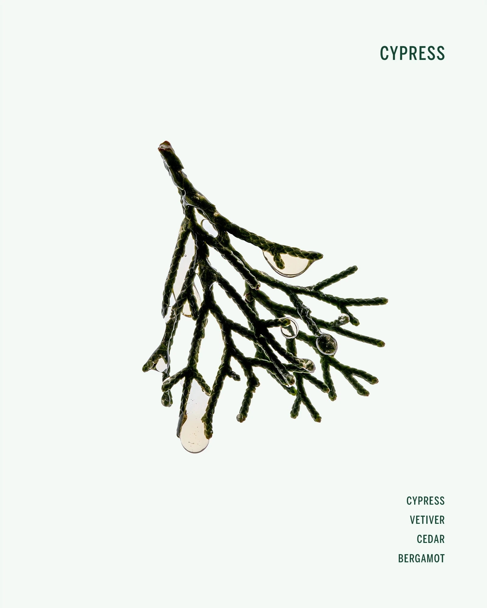 Alternative Image Corpus Cypress Conditioner