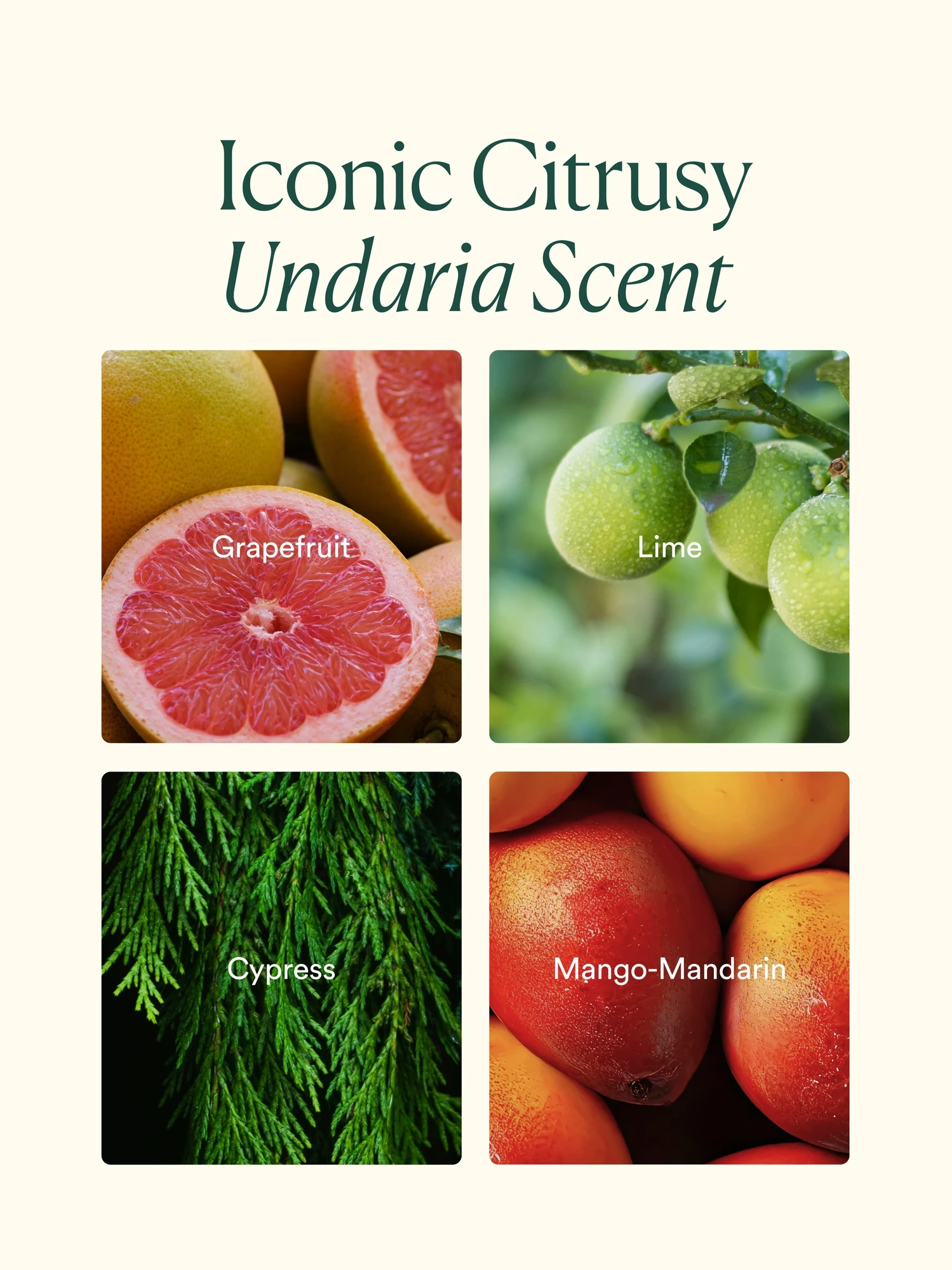 Alternative Image OSEA Undaria Algae Body Butter
