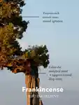 Alternative Image Anatome Frankincense Oil