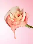 Alternative Image Glow Recipe Watermelon Glow Rosy Glow Tinted Hue Drops