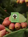 Alternative Image Nopalera Planta Futura Cactus Soap