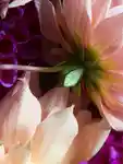 Alternative Image KORRES Midnight Dahlia Showergel