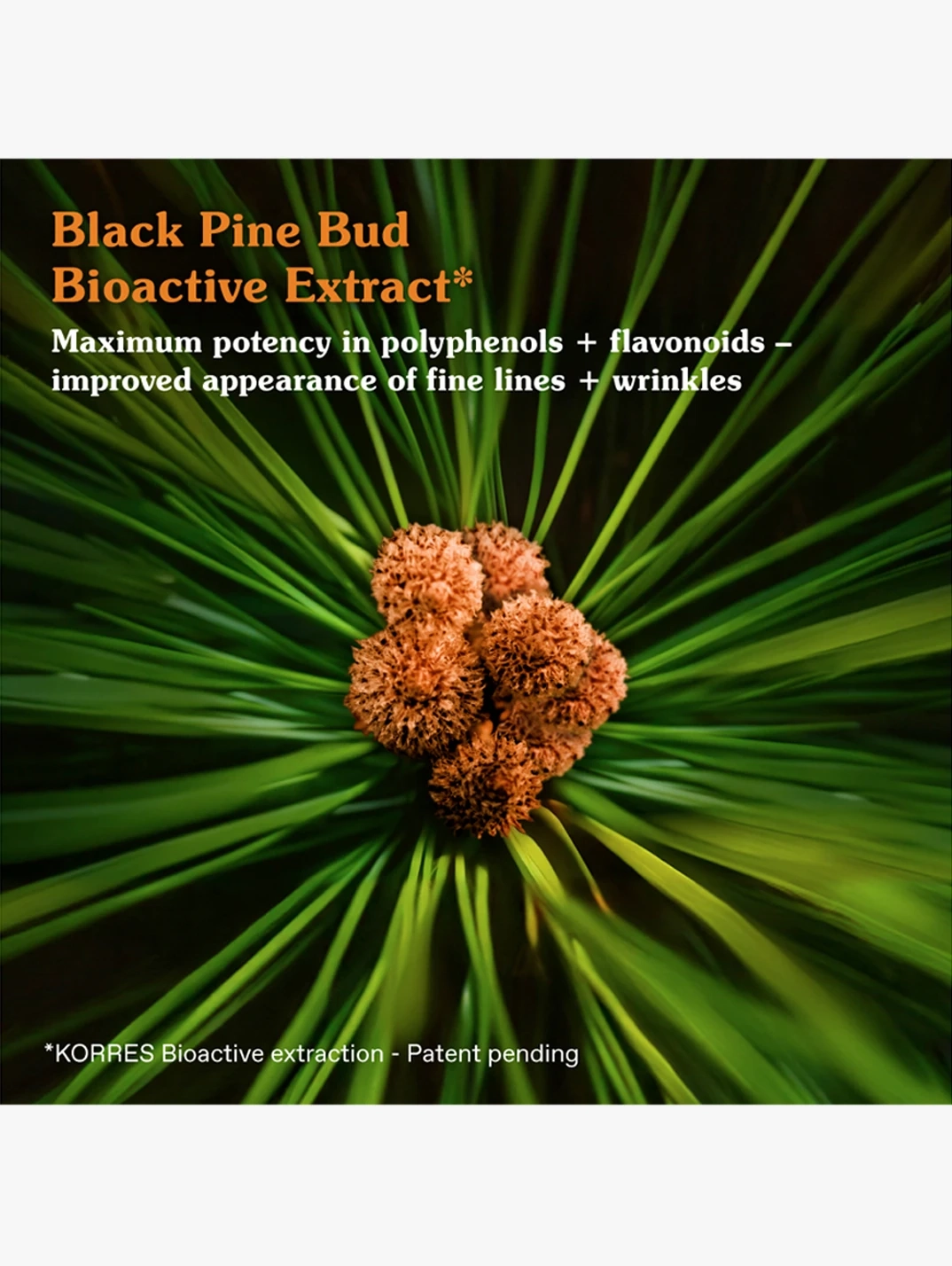 Alternative Image KORRES Black Pine Primus Booster