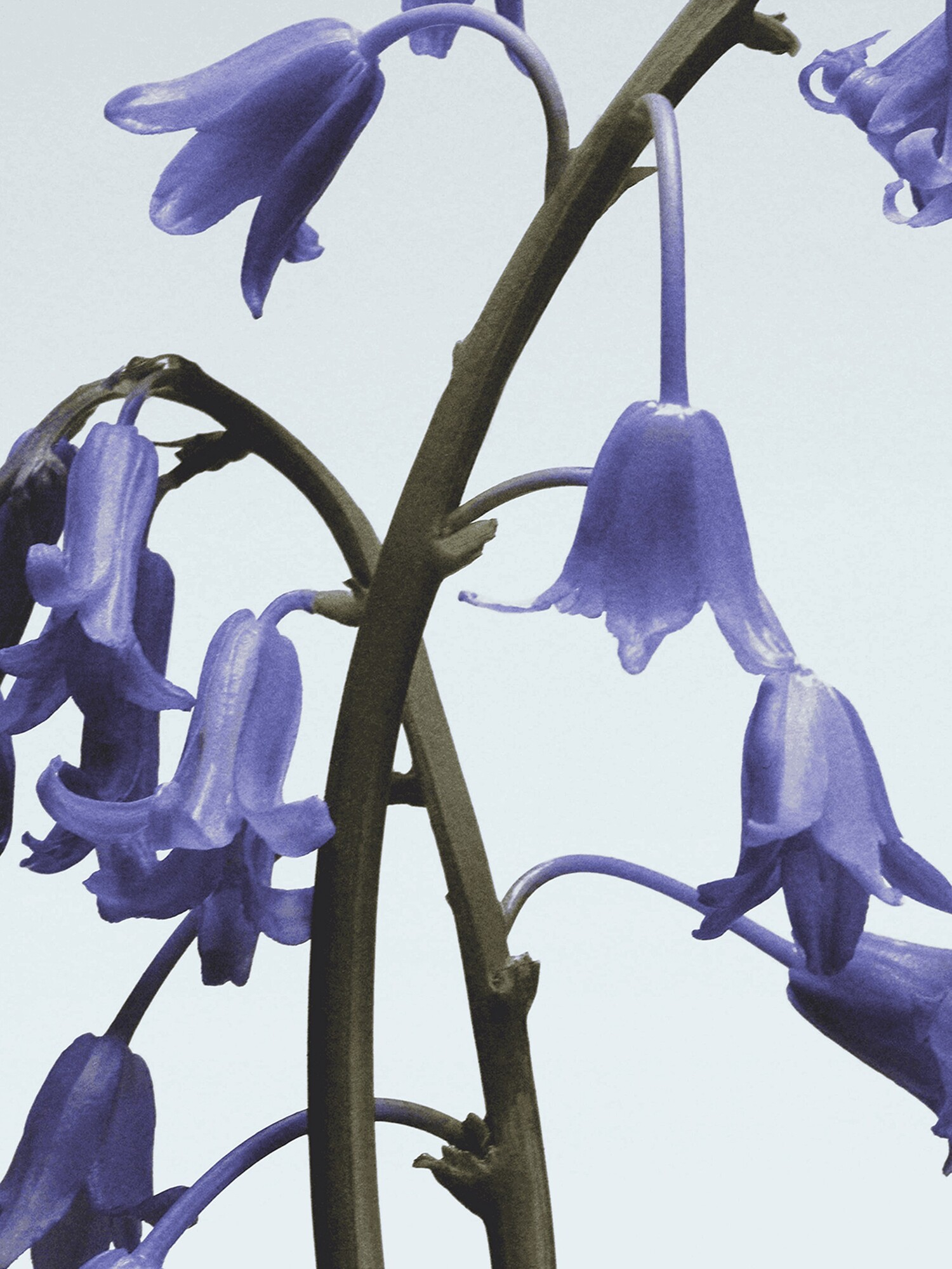 Jo Malone London - Wild Bluebell Body Crème | MECCA