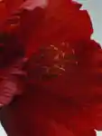Alternative Image Jo Malone London Red Hibiscus Cologne Intense