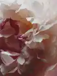 Alternative Image Jo Malone London Peony Blush Suede Cologne