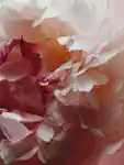 Alternative Image Jo Malone London Peony Blush Suede Cologne