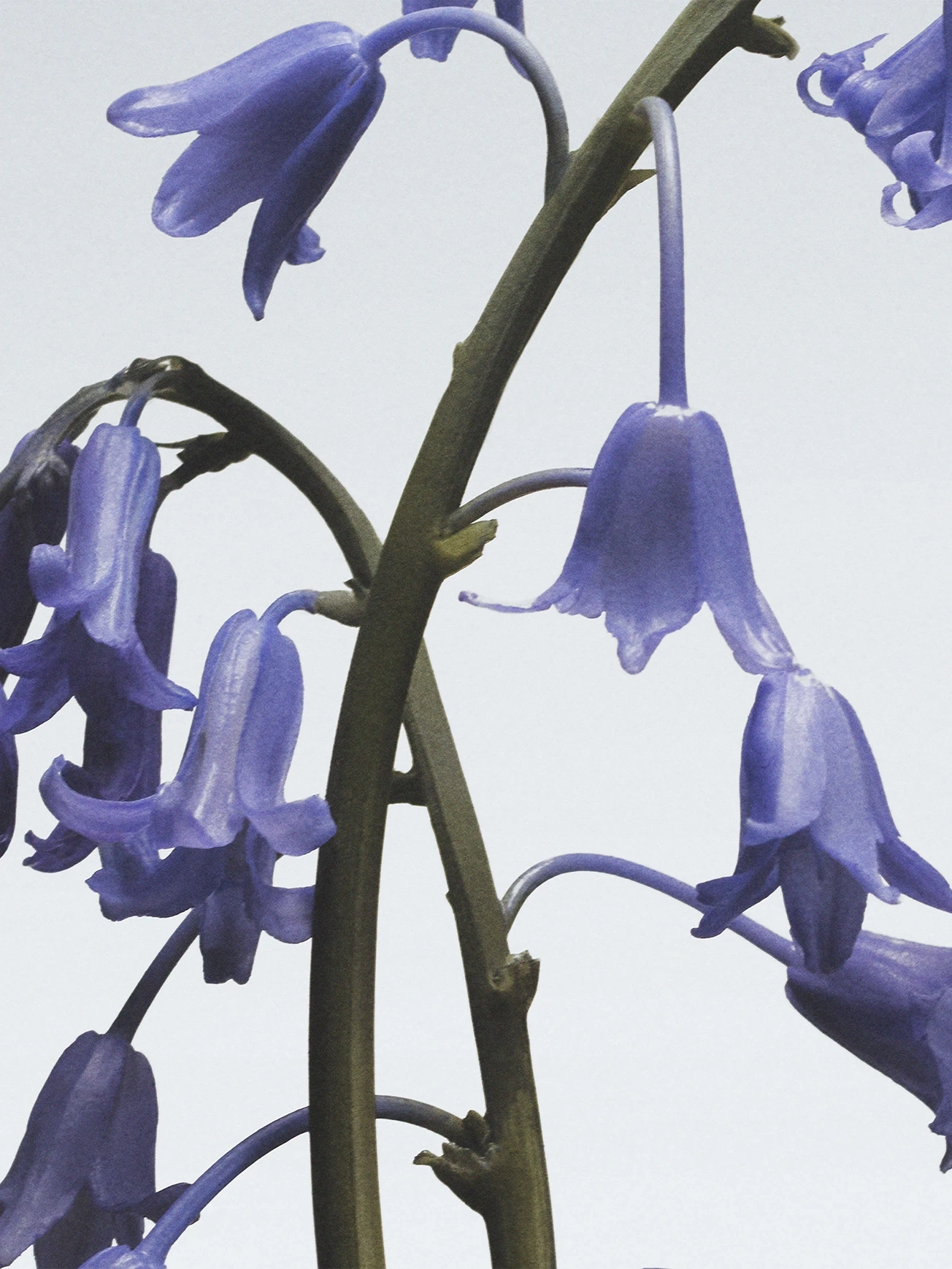 Jo Malone London - Wild Bluebell Cologne | MECCA