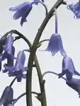 Alternative Image Jo Malone London Wild Bluebell Cologne