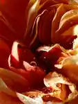 Alternative Image Dries Van Noten Liquid Soap Pepper Rose