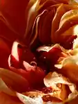 Alternative Image Dries Van Noten Hand Cream Pepper Rose