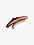 Swatch Victoria Beckham Beauty Colour Wash Bronzer