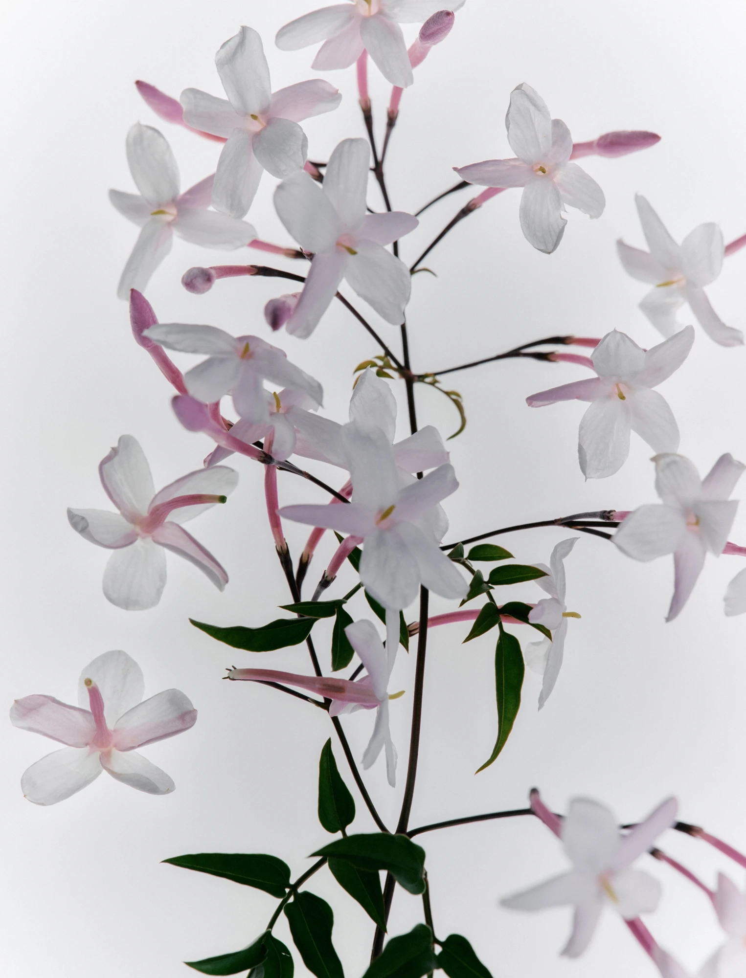 Alternative Image Flamingo Estate Jasmine Rose Mini Garden Duo