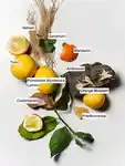 Alternative Image HORACE Vetiver Primavera Beard Oil