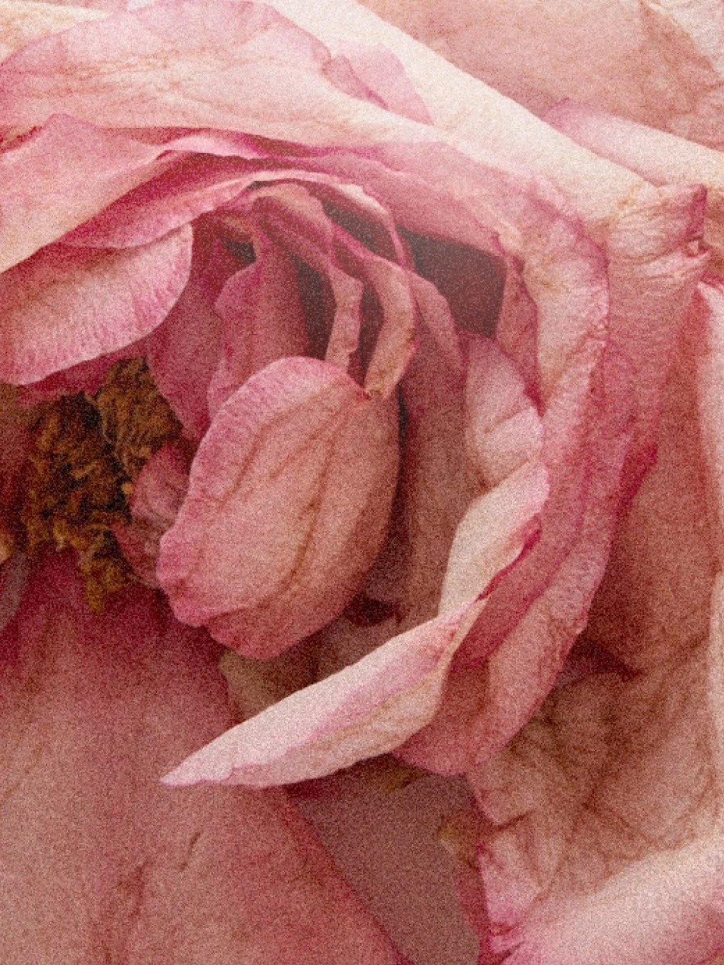 Alternative Image DS Durga Rose Atlantic ED P50m L
