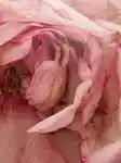 Alternative Image DS Durga Rose Atlantic ED P50m L