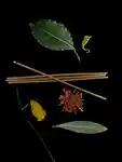 Alternative Image Tsu Lange Yor Yallingup Incense