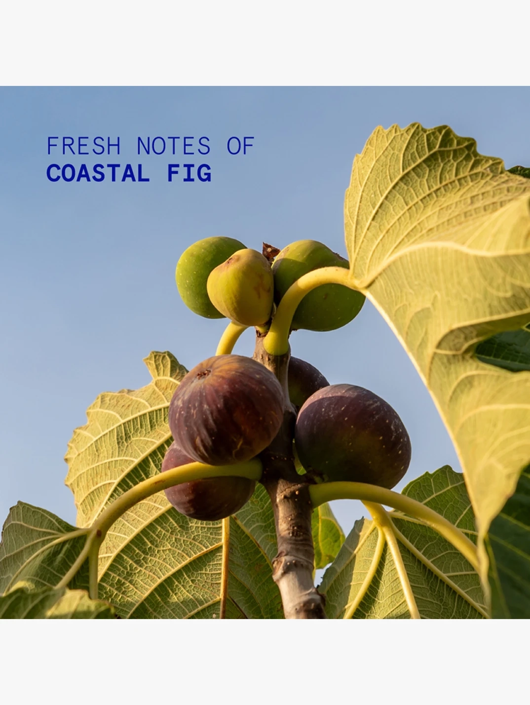Alternative Image KORRES Hand Cream Coastal Fig