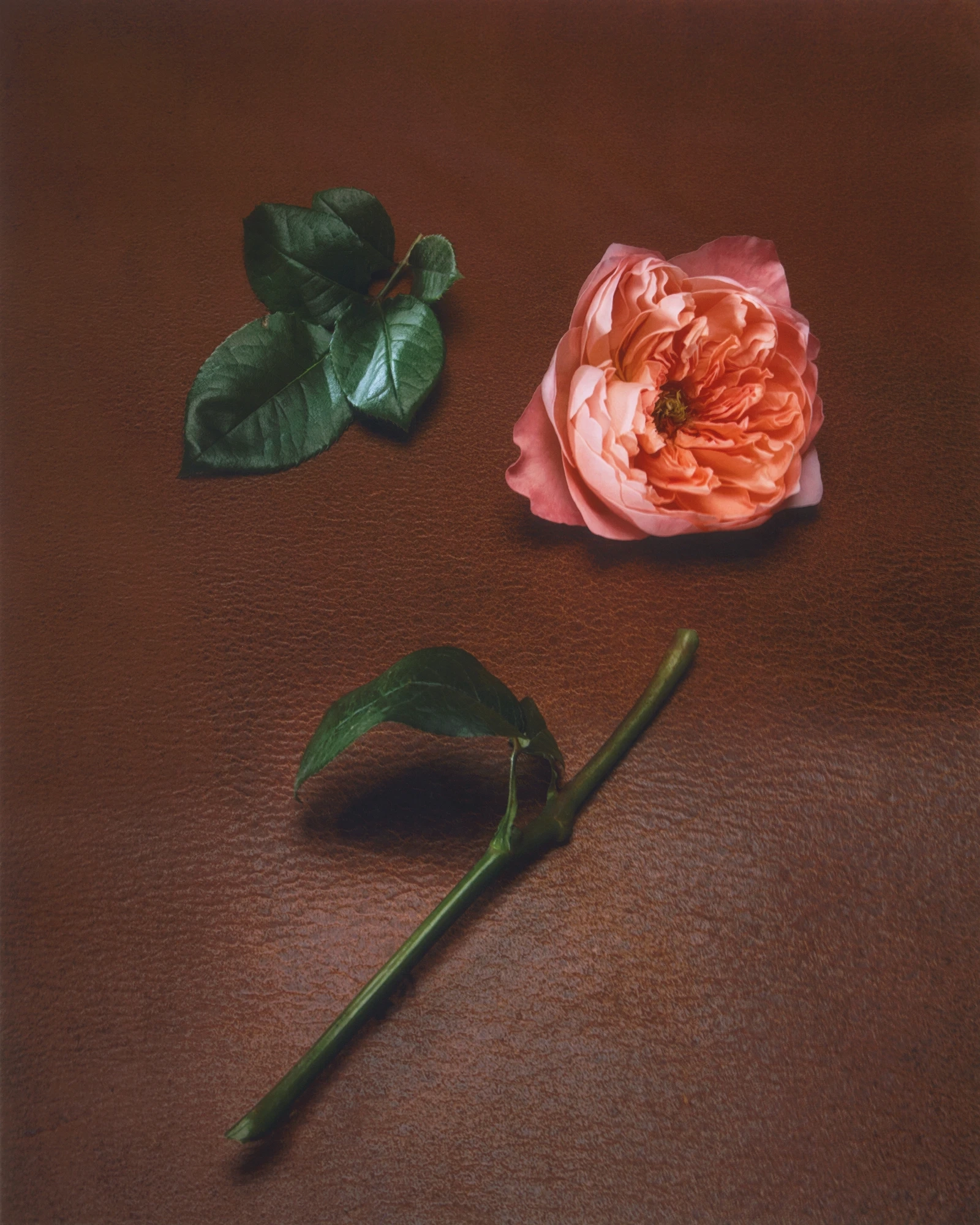 Alternative Image ORMAIE Rose Mosaique Extrait