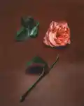 Alternative Image ORMAIE Rose Mosaique Extrait