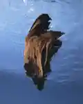 Alternative Image ORMAIE Bois Ocean Extrait