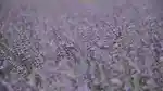 video-fallback-image
