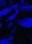 BIBBI-NNW-ShoppableCampaignModule-ProductBackground-July-2026-700x946.jpg