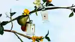 Jo Malone Celine Roux Interview 16x9 1