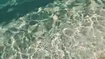 Image of a calm sea in sunlight.