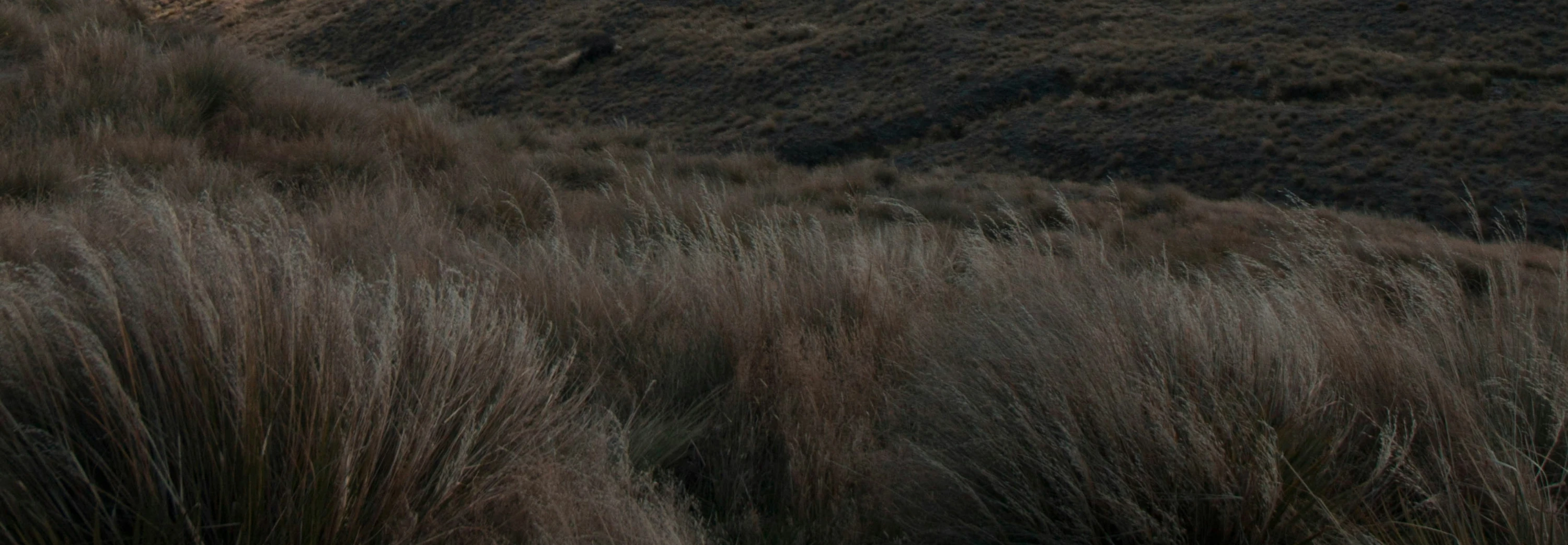 new-zealand-beauty-header-banner-2880x1000.jpg