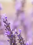 sleep-lavender-shoppable-campaign-product-april25-3x4.jpg
